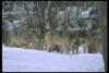 Gray Wolves (Canis lupus)
