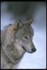 Gray Wolf (Canis lupus)