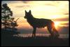 Gray Wolf (Canis lupus)