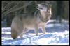 Gray Wolf (Canis lupus)