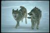 Gray Wolves (Canis lupus)