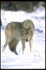 Gray Wolf (Canis lupus)