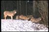 Gray Wolves (Canis lupus)