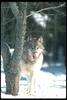 Gray Wolf (Canis lupus)