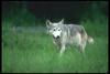 Gray Wolf (Canis lupus)