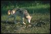 Gray Wolf (Canis lupus)