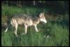 Gray Wolf (Canis lupus)