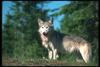 Gray Wolf (Canis lupus)