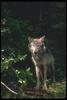 Gray Wolf (Canis lupus)
