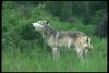 Gray Wolf (Canis lupus)