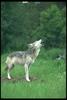 Gray Wolf (Canis lupus)