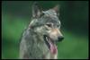 Gray Wolf (Canis lupus)