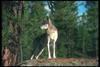 Gray Wolf (Canis lupus)