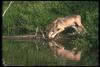 Gray Wolf (Canis lupus)