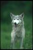 Gray Wolf (Canis lupus)