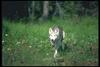 Gray Wolf (Canis lupus)