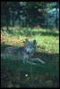 Gray Wolf (Canis lupus)