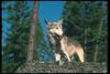Gray Wolf (Canis lupus)
