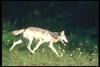 Gray Wolf (Canis lupus)