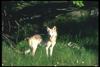 Gray Wolf (Canis lupus)