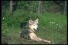 Gray Wolf (Canis lupus)