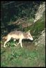 Gray Wolf (Canis lupus)