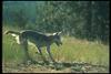 Gray Wolf (Canis lupus)