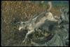Gray Wolf (Canis lupus)
