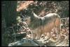 Gray Wolf (Canis lupus)
