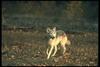 Gray Wolf (Canis lupus)