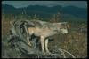 Gray Wolf (Canis lupus)