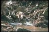 Gray Wolf (Canis lupus)
