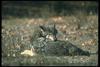 Gray Wolf (Canis lupus)