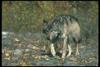 Gray Wolf (Canis lupus)