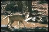 Gray Wolf (Canis lupus)