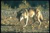 Gray Wolf (Canis lupus)
