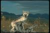 Gray Wolf (Canis lupus)