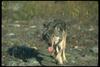 Gray Wolf (Canis lupus)
