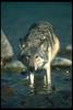 Gray Wolf (Canis lupus)