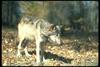 Gray Wolf (Canis lupus)