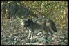 Gray Wolf (Canis lupus)