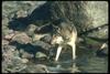 Gray Wolf (Canis lupus)
