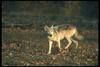 Gray Wolf (Canis lupus)