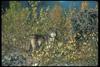 Gray Wolf (Canis lupus)