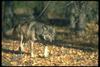 Gray Wolf (Canis lupus)