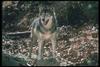 Gray Wolf (Canis lupus)