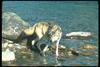 Gray Wolf (Canis lupus)