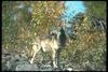 Gray Wolf (Canis lupus)