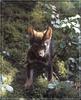 European Gray Wolf cub (Canis lupus)