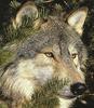 European Gray Wolf (Canis lupus)